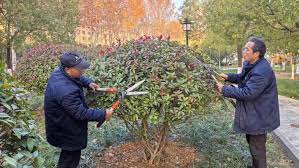 世界杯官网 天津罗浮路绿化工程规划